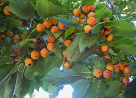 lotus diospyros
