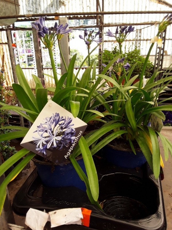 Agapanthus charlotte
