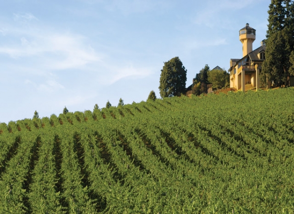 vineyard