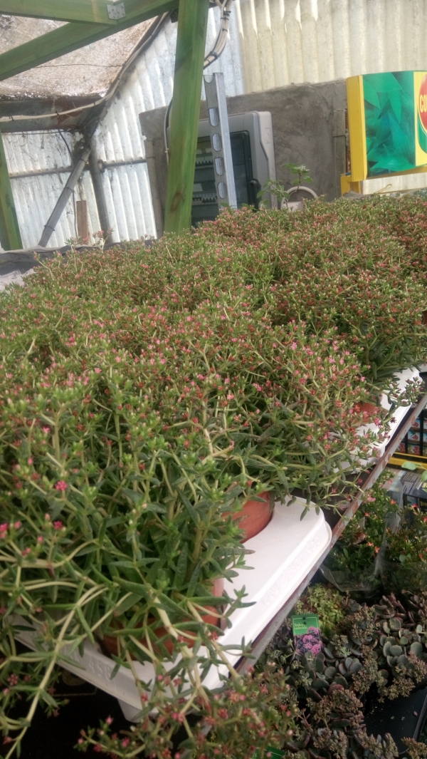Crassula schmidtii