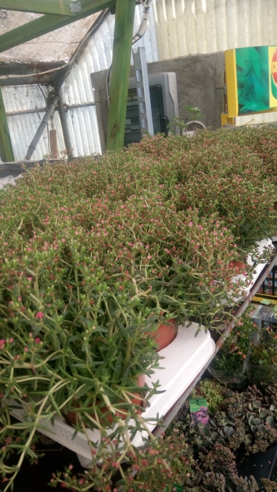 Crassula schmidtii