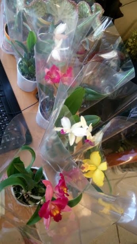 &Omicron;&rho;&chi;&iota;&delta;έ&alpha; cattleya