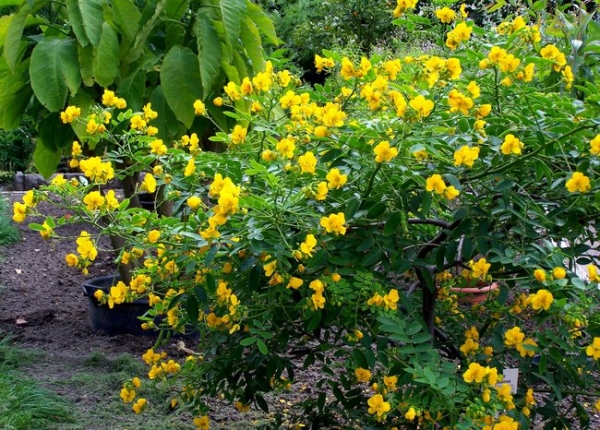 &Kappa;ά&sigma;&iota;&alpha; ή senna cassia floribunda