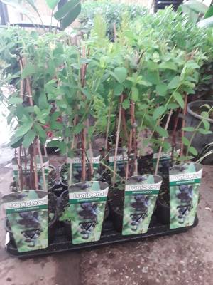 Lonicera kamtschatica ( &mu;&alpha;ύ&rho;&omicron; &alpha;&gamma;&iota;ό&kappa;&lambda;&eta;&mu;&alpha;)