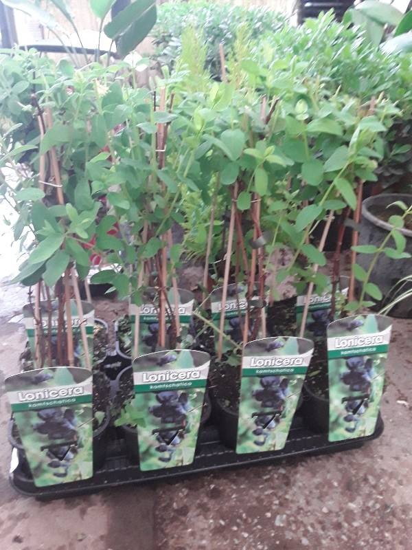 Lonicera kamtschatica ( &mu;&alpha;ύ&rho;&omicron; &alpha;&gamma;&iota;ό&kappa;&lambda;&eta;&mu;&alpha;)