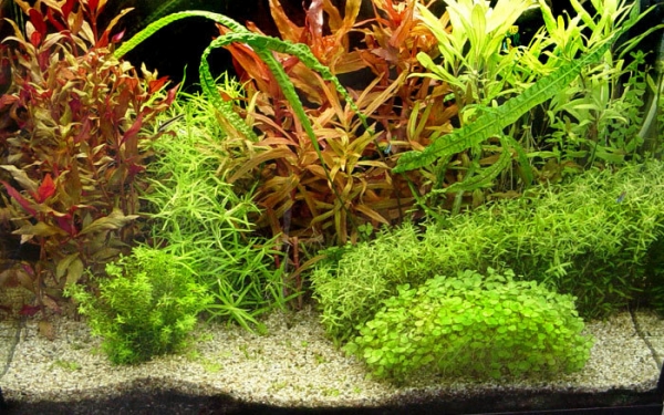 Alternanthera &sigma;&epsilon; &epsilon;&nu;&upsilon;&delta;&rho;&epsilon;ί&omicron; &alpha;&nu;ά&mu;&epsilon;&sigma;&alpha; &sigma;&epsilon; ά&lambda;&lambda;&alpha; &upsilon;&delta;&rho;ό&beta;&iota;&alpha; &phi;&upsilon;&tau;ά