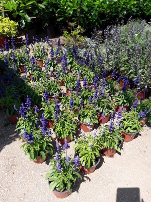 Salvia fruticosa