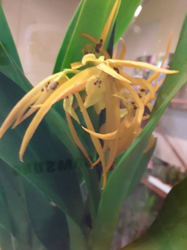 Brassia orange delight