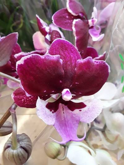 Phalaenopsis chia shing hot kiss liu's