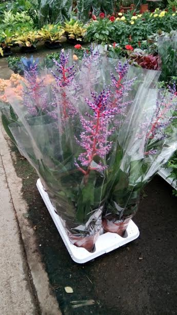 Aechmea blue tango