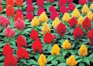 Celosia