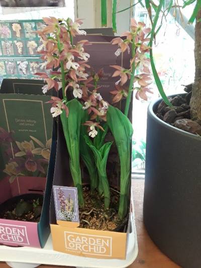 Calanthe orchid &delta;ί&chi;&rho;&omega;&mu;&eta;